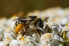 Melissodes microstictus