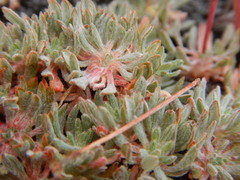 Eriogonum prociduum