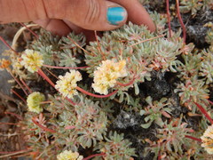 Eriogonum prociduum