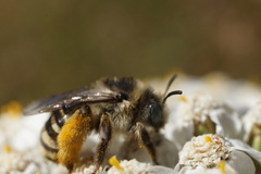 Melissodes microstictus