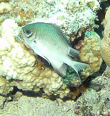 Amblyglyphidodon indicus