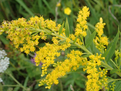 Solidago × niederederi