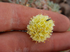 Eriogonum prociduum