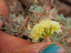 Eriogonum prociduum