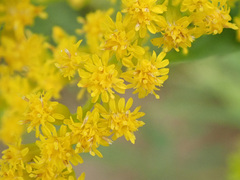 Solidago × niederederi
