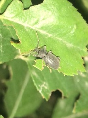 Otiorhynchus meridionalis