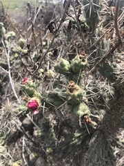 Cylindropuntia cholla