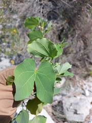 Bauhinia macranthera