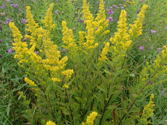 Solidago × niederederi