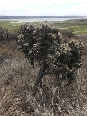 Cylindropuntia cholla