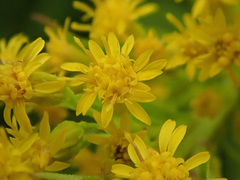 Solidago × niederederi
