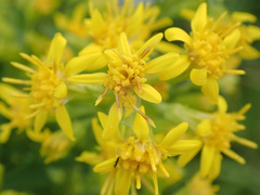 Solidago × niederederi