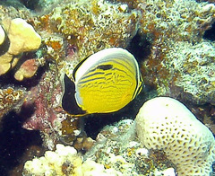 Chaetodon austriacus