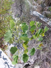 Bauhinia macranthera
