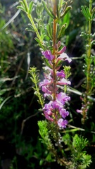 Indigofera pappei