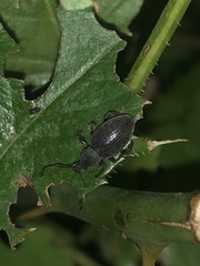 Otiorhynchus meridionalis