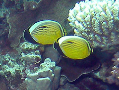Chaetodon austriacus