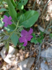 Ruellia occidentalis