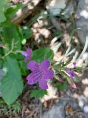 Ruellia occidentalis