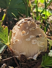 Coprinopsis strossmayeri