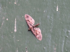 Eupithecia sinuosaria