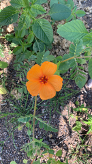 Kallstroemia grandiflora