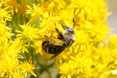 Melissodes microstictus