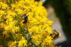 Melissodes microstictus