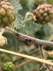 Philanthus triangulum