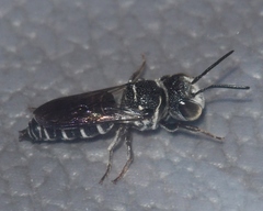 Coelioxys modestus