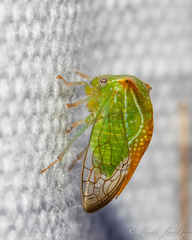 Stictocephala militaris