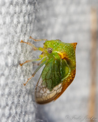 Stictocephala militaris