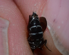 Coelioxys modestus