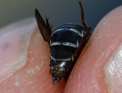 Coelioxys modestus