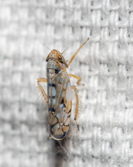 Scaphoideus opalinus