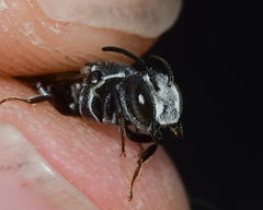 Coelioxys modestus