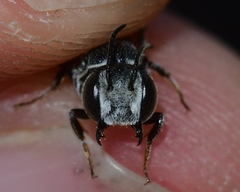Coelioxys modestus