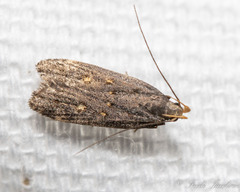 Dichomeris juncidella