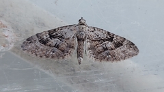 Eupithecia pusillata