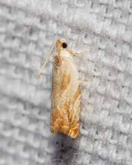 Ancylis platanana