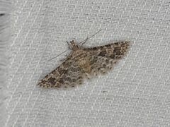 Alucita desmodactyla