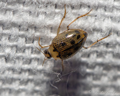 Peltodytes edentulus