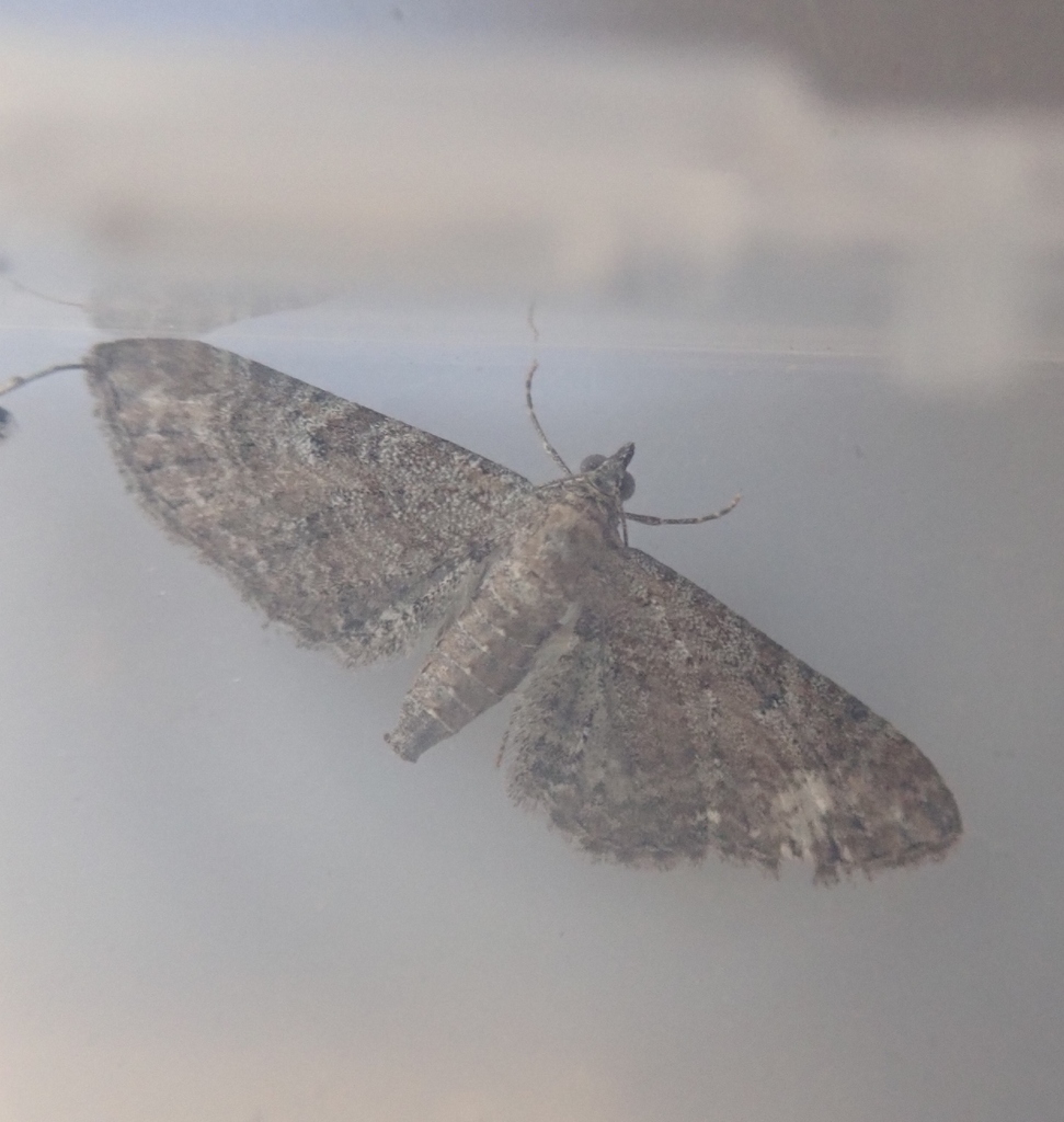 Yarrow Pug