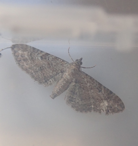 Yarrow Pug