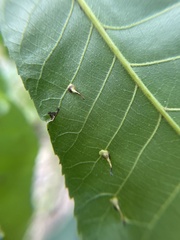 Caryomyia inclinata