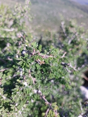 Painteria elachistophylla