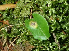 Exobasidium arescens