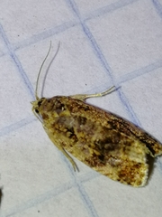 Olethreutes spiraeana