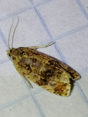 Olethreutes spiraeana