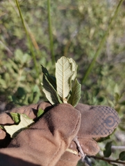 Quercus pringlei